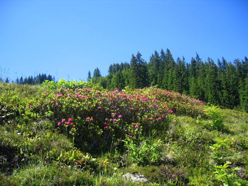 Roggenboden