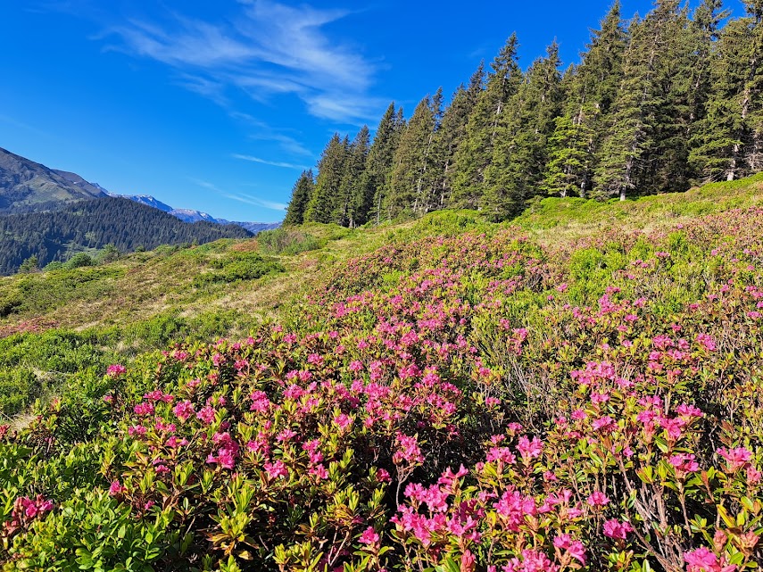Almrosenblüte am Markbachjoch