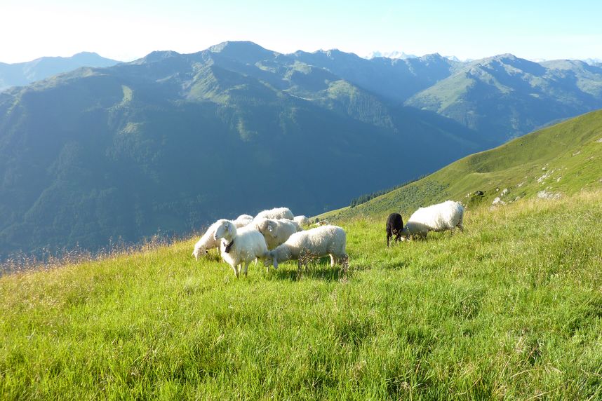 Bergschafe am Feldalphorn